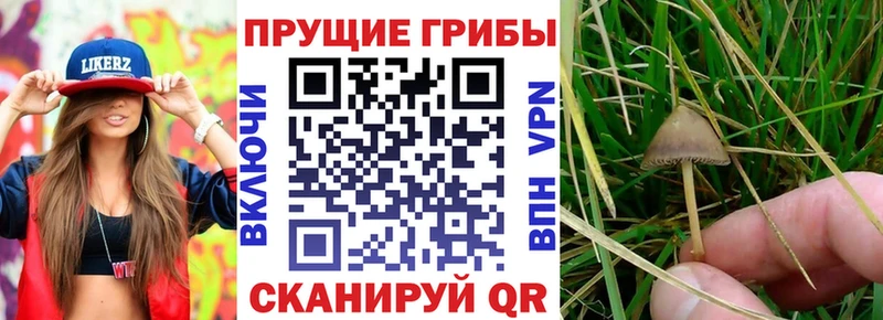 Галлюциногенные грибы GOLDEN TEACHER  Купить где  Керчь 
